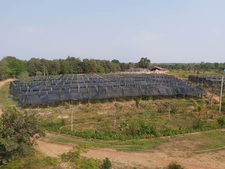 Kampot Pepper: Cambodia’s Prized Spice