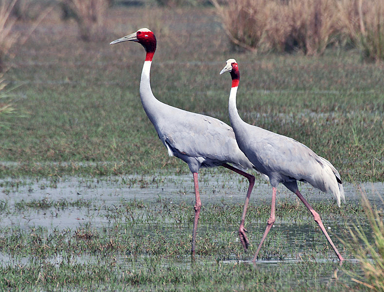 Sarus crane: the crane rice initiative