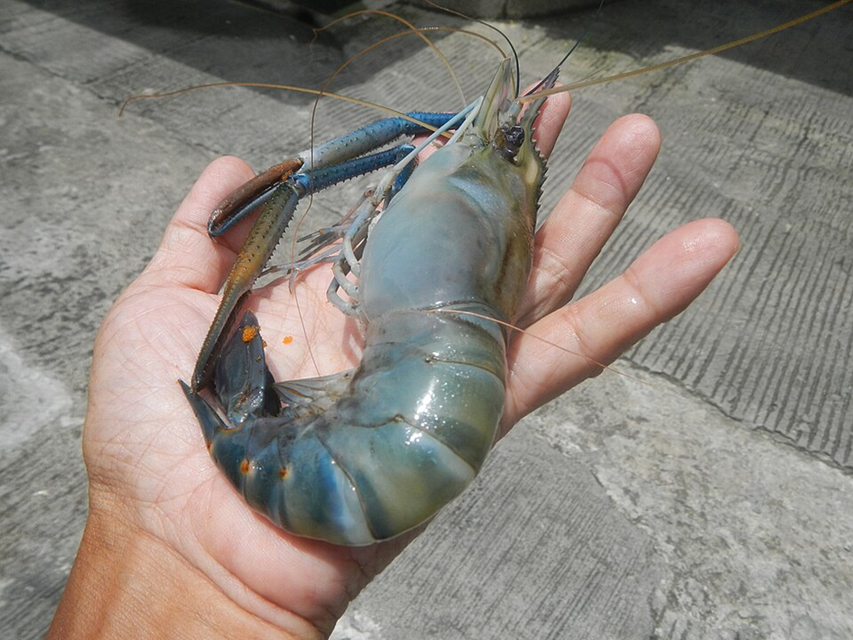 Cambodia River Prawn: A Culinary Treasure