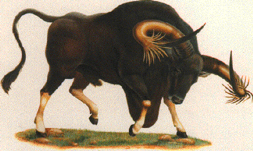 The Kouprey: Cambodia’s Elusive Forest Ox