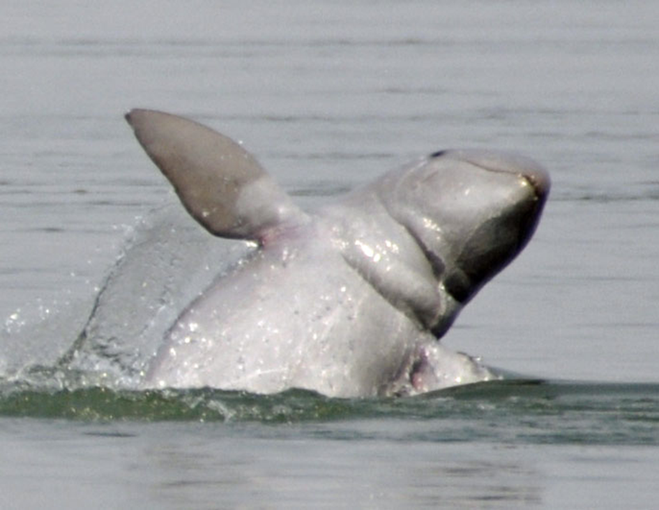The Irrawaddy Dolphin in Cambodia: A National Treasure of the Mekong