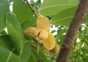 Picture of the day: The rumduol, national flower of Cambodia