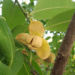 Picture of the day: The rumduol, national flower of Cambodia