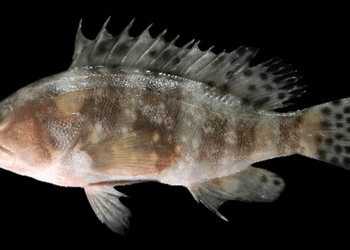 Beneath the Stripes: Discovering the Six-Bar Grouper