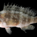 Beneath the Stripes: Discovering the Six-Bar Grouper