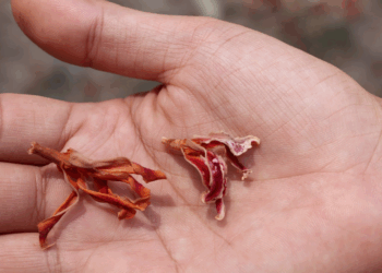 Picture of the day: Flowers of the resin tree
