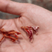 Picture of the day: Flowers of the resin tree