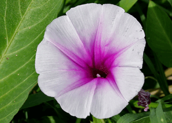 Picture of the day: Flower of the morning glory