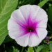 Picture of the day: Flower of the morning glory
