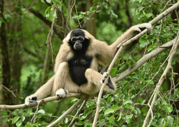 The Pileated Gibbon: Cambodia’s Endangered Forest Acrobat