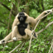 The Pileated Gibbon: Cambodia’s Endangered Forest Acrobat