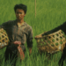 Picture of the day: Rice People