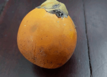 Picture of the day: Areca fruit