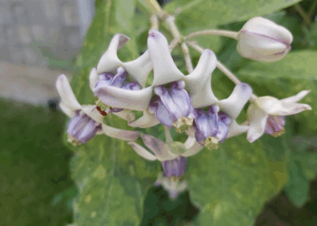 Picture of the day: Crown Flower in the Shadows of Empire