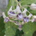 Picture of the day: Crown Flower in the Shadows of Empire