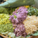 Picture of the day: Veggies for num banhchok