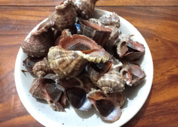 Picture of the day: Sea snail
