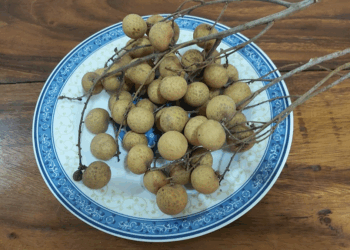 The Longan Tree in Cambodia: A Sweet Symbol of Culture, Agriculture, and Economy