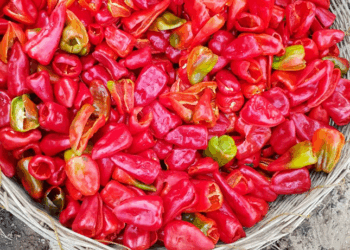 Picture of the day: Pickled Chilies