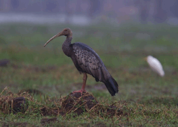 Giant Ibis: Cambodia’s National Bird