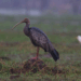 Giant Ibis: Cambodia’s National Bird