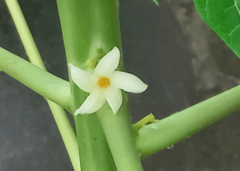 Picture of the day: Papaya flower