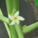 Picture of the day: Papaya flower