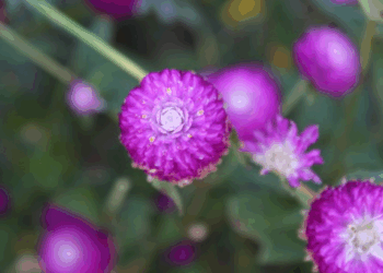 Picture of the day: Globe amaranth