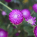 Picture of the day: Globe amaranth