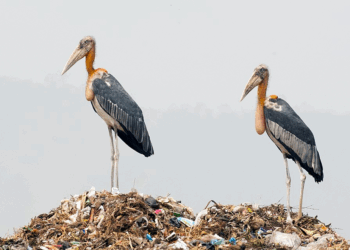 The Greater Adjutant in Cambodia: Conservation, Culture, and the Future