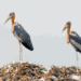 The Greater Adjutant in Cambodia: Conservation, Culture, and the Future