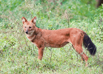 The Elusive Dhole in Cambodia: An Ancient Predator’s Shrinking World