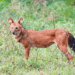 The Elusive Dhole in Cambodia: An Ancient Predator’s Shrinking World