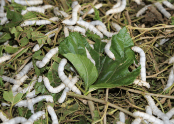 Picture of the day: Silkworms