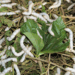Picture of the day: Silkworms