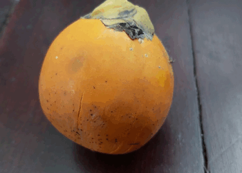 Picture of the day: Areca fruit