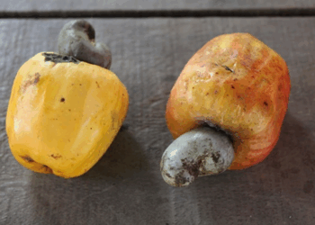 Picture of the day: Cashew apple