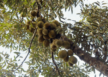 Picture of the day: Durian tree