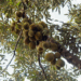 Picture of the day: Durian tree