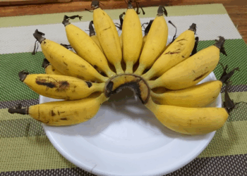 Banana Species in Cambodia: An Amateur Botanist’s Perspective