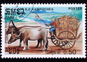 Picture of the day: Oxcart