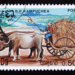 Picture of the day: Oxcart