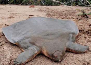 Picture of the day: Cantor’s turtle