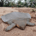 Picture of the day: Cantor’s turtle