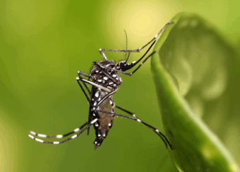 The Unyielding Bite: Dengue Fever in Cambodia’s Seasonal Struggle