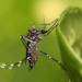 The Unyielding Bite: Dengue Fever in Cambodia’s Seasonal Struggle