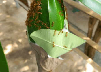 Picture of the day: Weaver ants