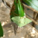 Picture of the day: Weaver ants