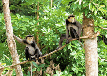 Khmer Stories: The Turtle and the Monkey