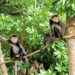 Khmer Stories: The Turtle and the Monkey